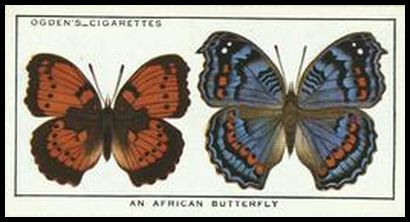 38 African Butterfly